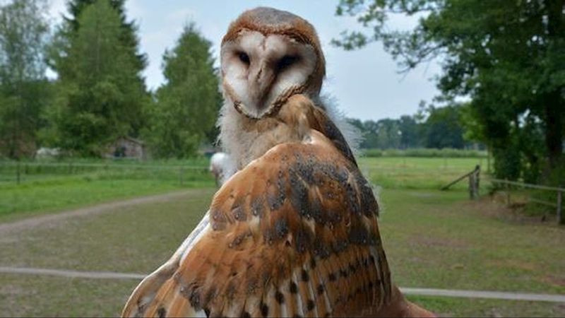 Lezing Over De Hofvogels.